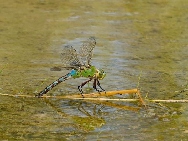 Grote keizerlibel (Anax imperator)
